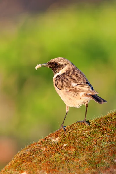 Szép madár ül a kő — Stock Fotó