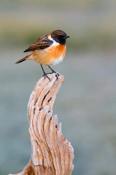 Pěkný pták hřadující na větvi — Stock fotografie