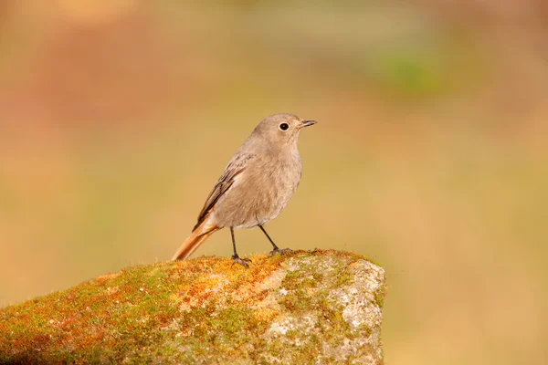 Hübscher Vogel auf Stein gehockt — Stockfoto