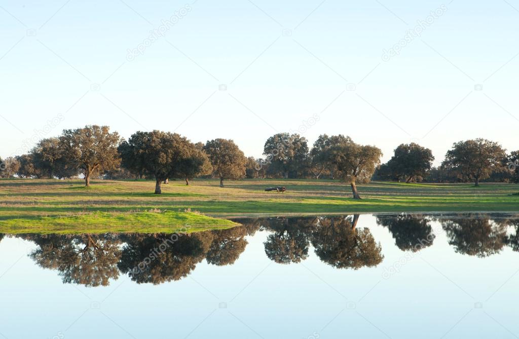 The pastures of Extremadura in Spain