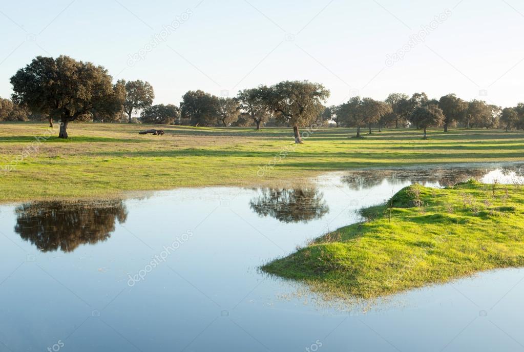 The pastures of Extremadura in Spain