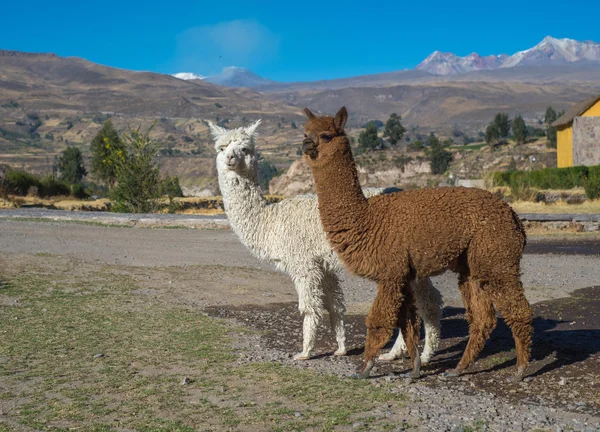 Peruvian alpacas on nature Stock Picture