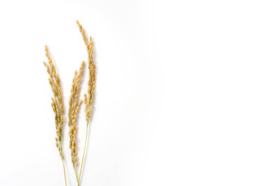 Kopya alanı olan beyaz bir arkaplanda pirinç kulakları