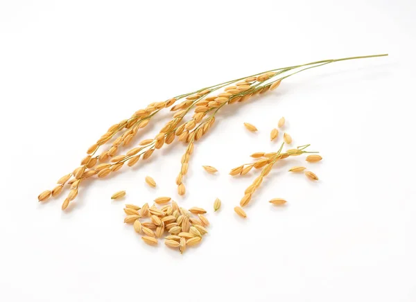 Close Ear Rice White Background — Stock Photo, Image