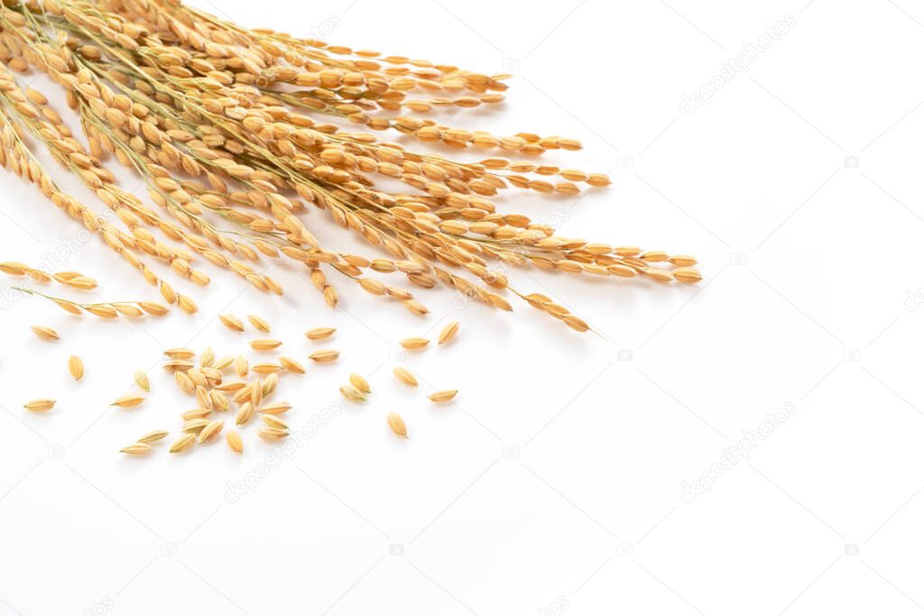 Ears of rice on a white background with copy space