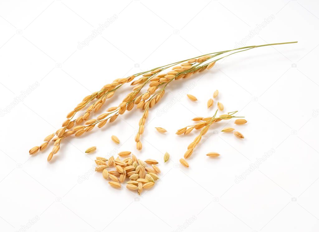 Close-up of an ear of rice on a white background