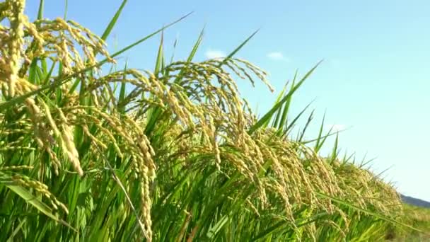 Вуха рисового погойдування на вітрі — стокове відео