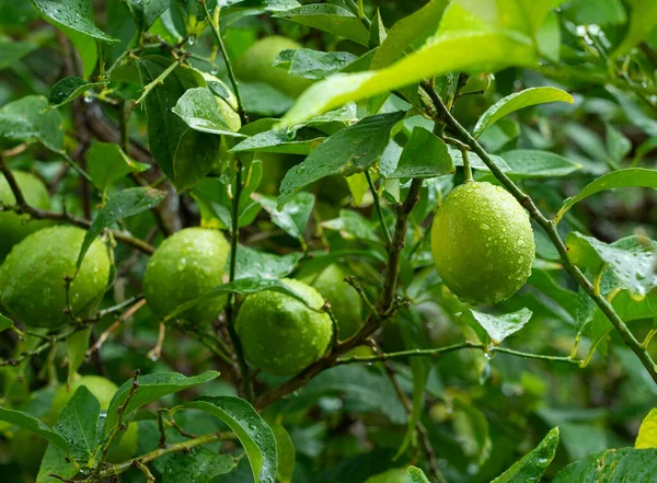 Yağmurda Ağaçtaki Limon Meyvesi — Stok fotoğraf