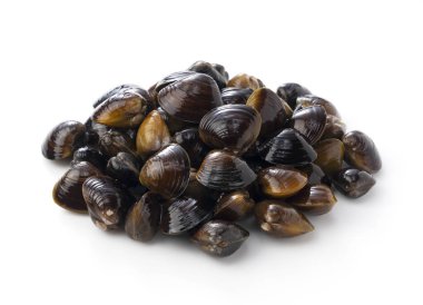 Beyaz arka plana yerleştirilmiş tatlı su midyesi. Yakın plan fotoğraf.