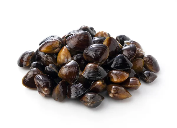 A freshwater clam placed on a white background. Close-up photo — Stock Image Freshwater Clam Placed White Background Close Photo Royalty Free Stock Photos