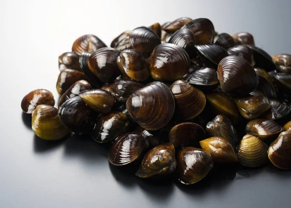 Freshwater Clam Placed Black Background Close Photo — Stock Photo, Image