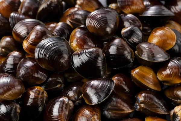 Freshwater Clam Placed Screen Close Photo — Stock Photo, Image