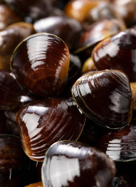 Freshwater Clam Placed Screen Close Photo — Stock Photo, Image