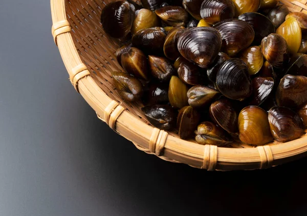 A freshwater clam placed on a black background. Close-up photo — Stock Image Freshwater Clam Placed Black Background Close Photo Royalty Free Stock Images