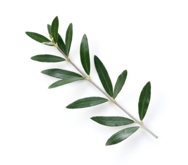 Beyaz arka planda zeytin dalları ve yapraklar