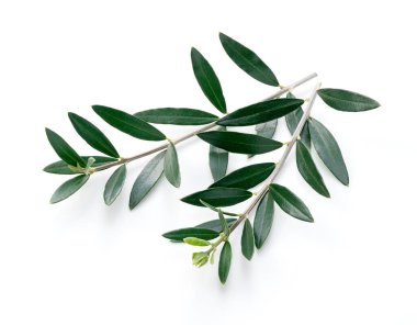 Beyaz arka planda zeytin dalları ve yapraklar