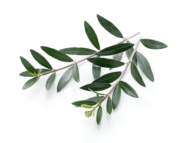 Olivenzweige Und Blätter Auf Weißem Hintergrund — Stockfoto