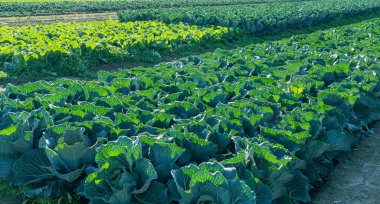 Sabah ışığında lahana tarlası