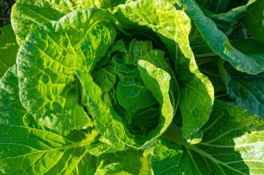 Çin lahana tarlalarından birine yakın çekim.