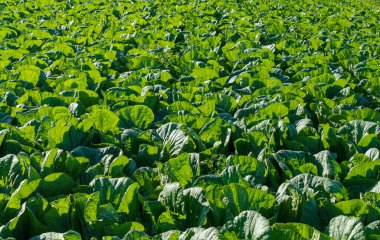 Sabah vakti Çin lahana tarlası