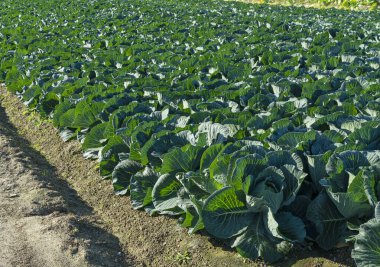 Sabah ışığında lahana tarlası