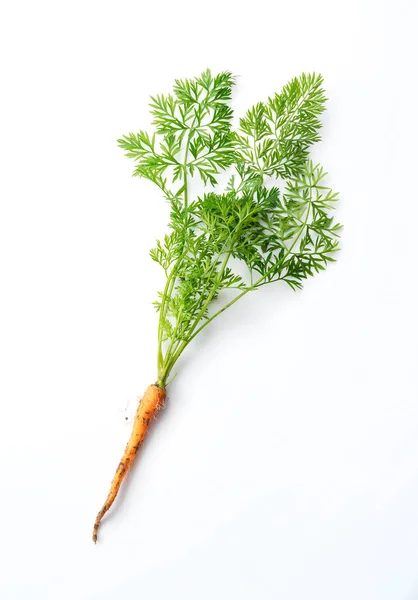 Freshly Picked Carrots Placed White Background — Stock Fotó