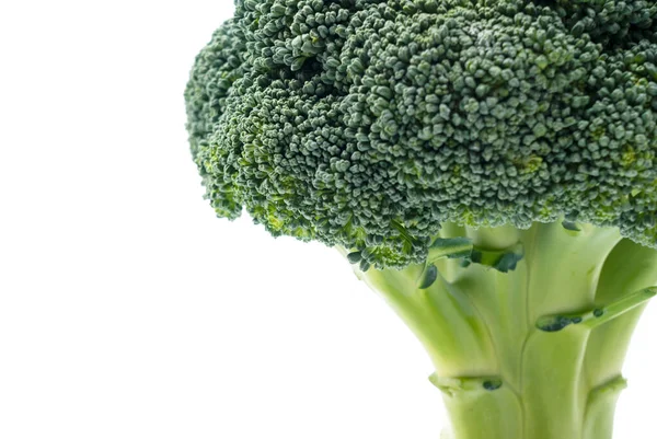 Närbild Broccoli Placeras Vit Bakgrund — Stockfoto