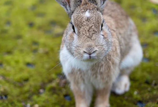 Ein Leicht Nasses Kaninchen Auf Grünem Moos — Stockfoto