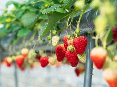Strawberries grown hydroponically in a plastic greenhouse. Image of strawberry picking, strawberry harvesting, etc.