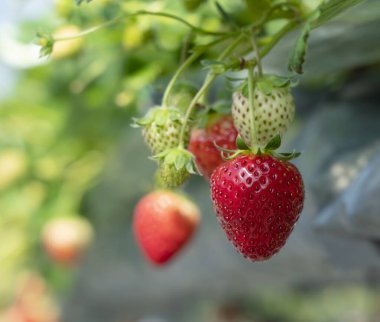 Strawberries grown hydroponically in a plastic greenhouse. Image of strawberry picking, strawberry harvesting, etc.