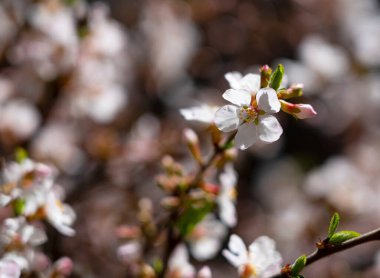 Açık havada yasemin çiçeğinin yakın çekimi. Çiçek Arkaplanı Web grafikleri, bahar resimleri.