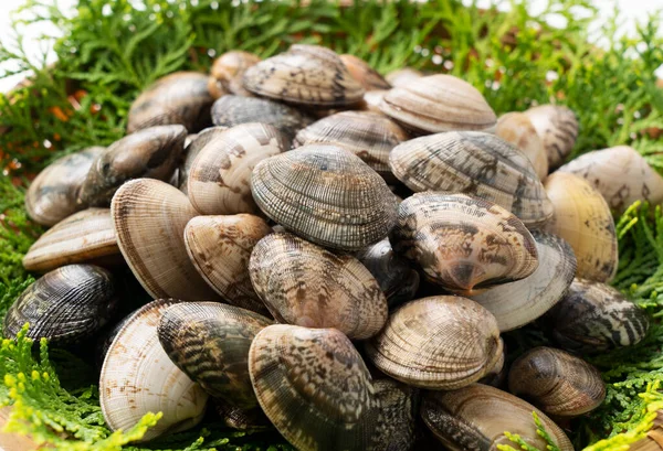 Asari Beyaz Bir Arka Planda Kevgire Istiridye Koyar Asari Midyeleri — Stok fotoğraf