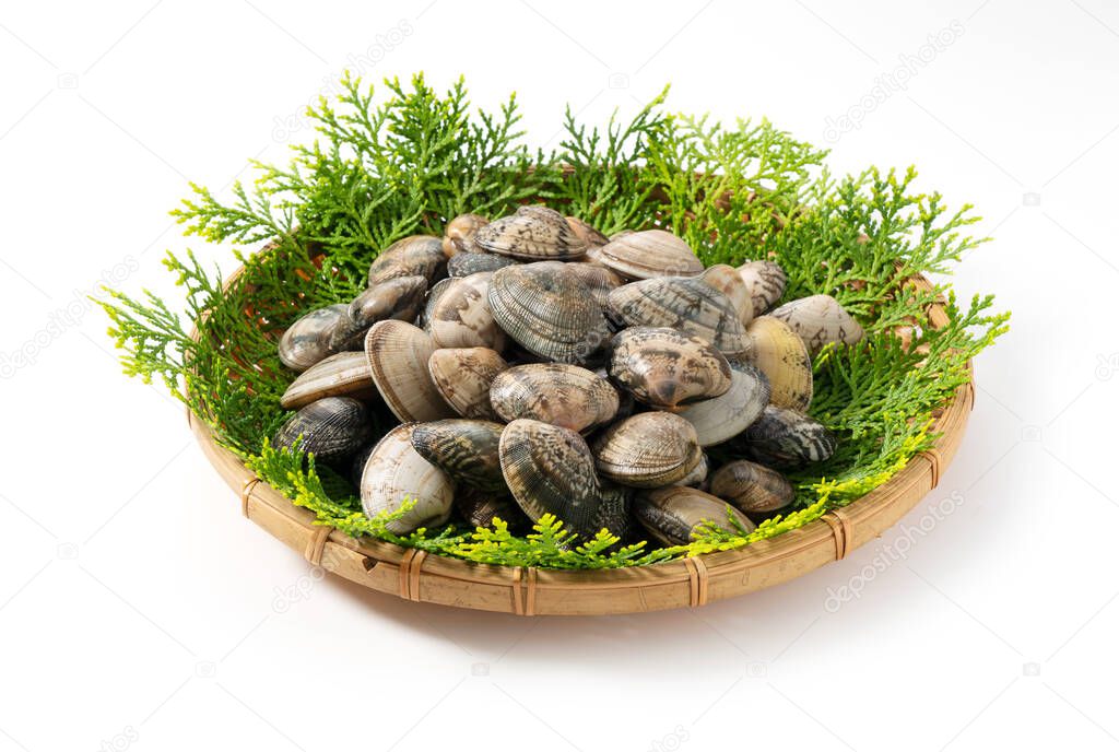 Asari clams in a colander on a white background.  Asari clams are bivalves found in Japan.