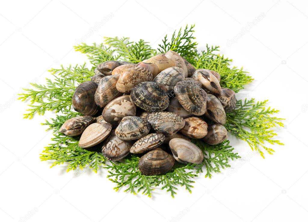 Asari clams on a cypress leaf on a white background.  Asari clams are bivalves found in Japan.