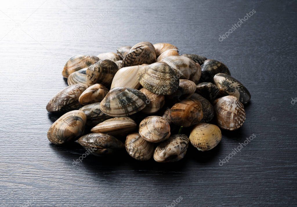 Asari clams on a black background.  Asari clams are bivalves found in Japan.