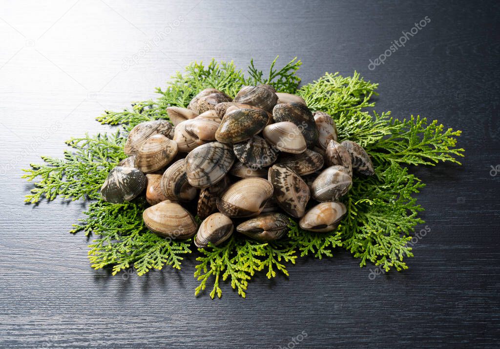 Asari clams on a cypress leaf on a black background. Asari clams are bivalves found in Japan.