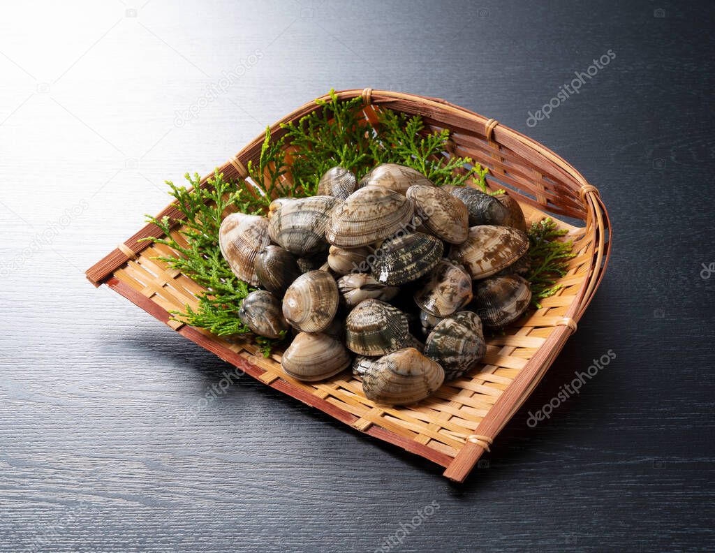 Asari clams in a colander on a black background. Asari clams are bivalves found in Japan.