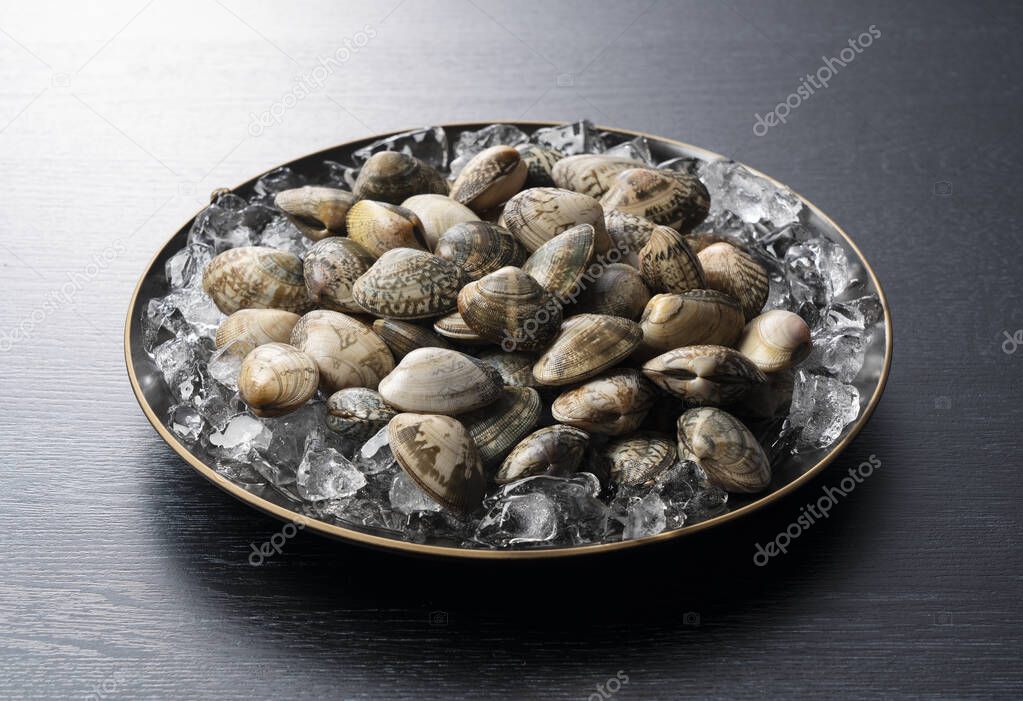 Ice and Asari clams in a plate on a black background. Asari clams are bivalves found in Japan.
