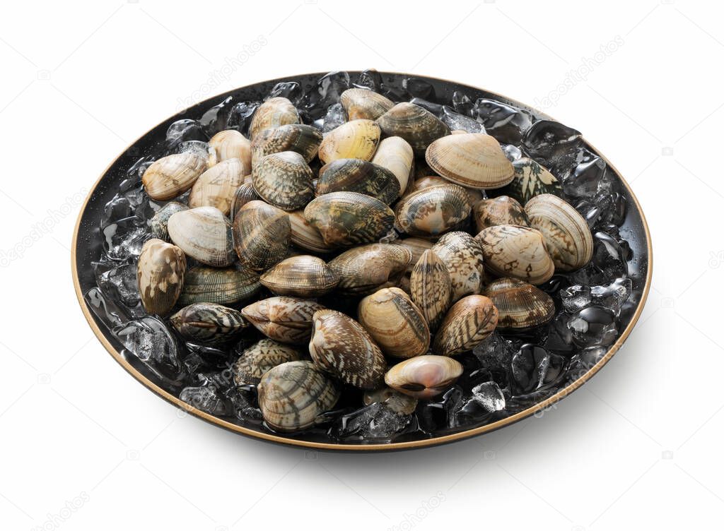 Asari clams and ice in a plate on a white background