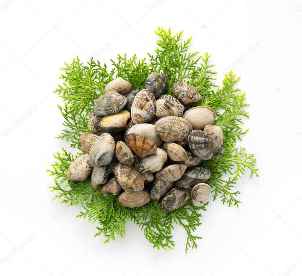 Asari clams on Japanese cypress leaves placed on a white background. View from above