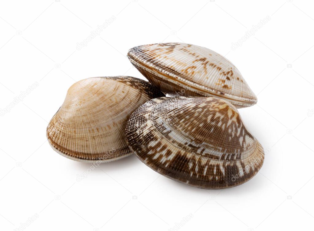 Multiple asari clams on a white background