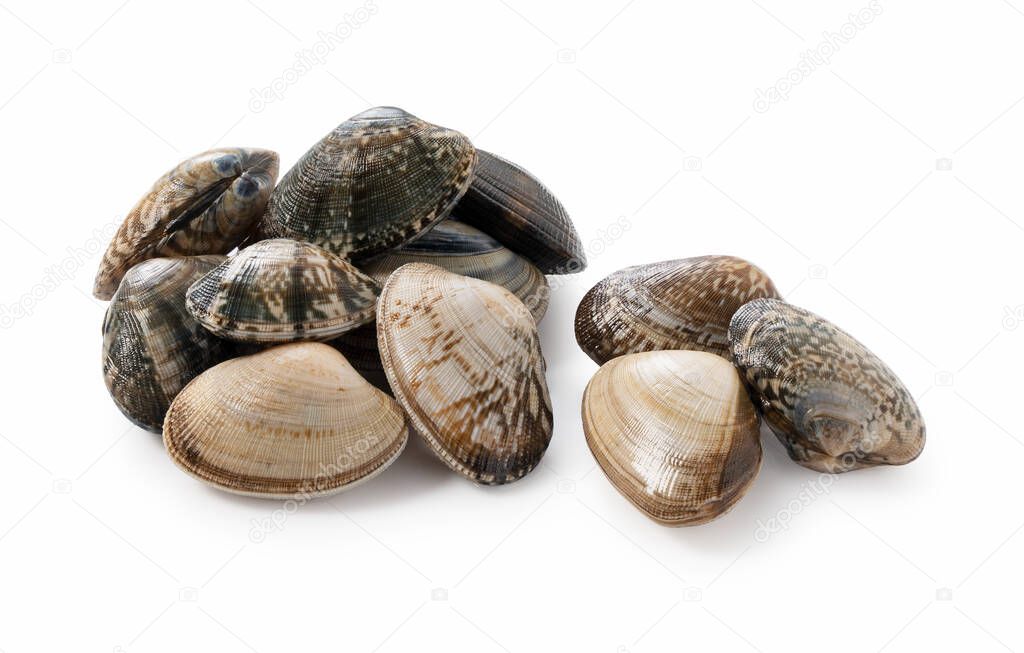 Multiple asari clams on a white background