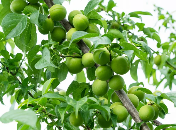 Unreife Japanische Aprikosenfrucht Auf Einem Pflaumenbaum — Stockfoto