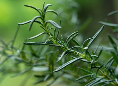 Biberiye dışarıda yetişiyor. Biberiye dalına yakın çekim.