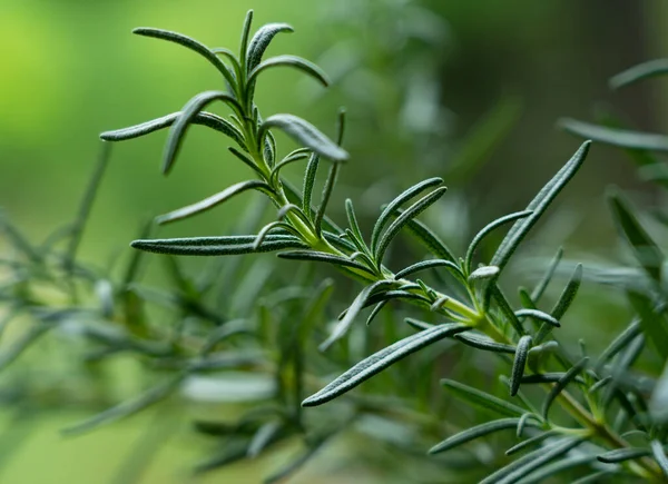 Rosemary Växer Utomhus Närbild Rosmarin Gren — Stockfoto