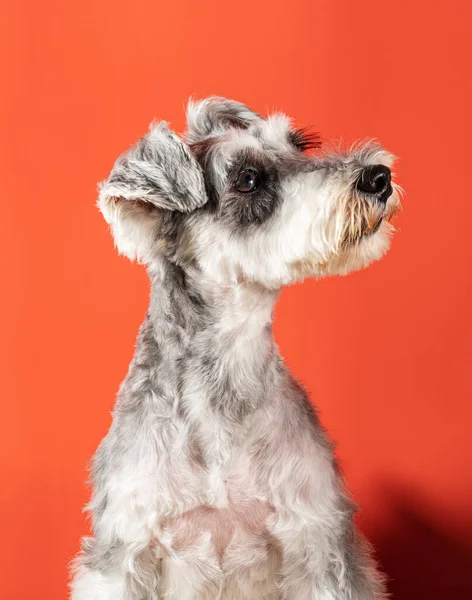 Schnauzer Miniatura Com Parte Superior Corpo Sobre Fundo Laranja Depois — Fotografia de Stock