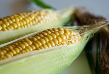 Olgun bir mısır tanesine yakın çekim. Sarı tohumların doğal deseni.