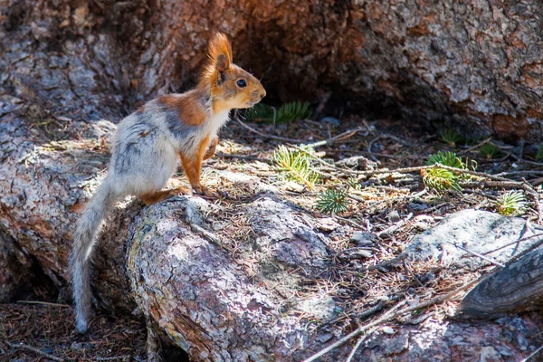 Das Eichhörnchen — Stockfoto