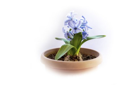 Bir sümbül çiçek açması