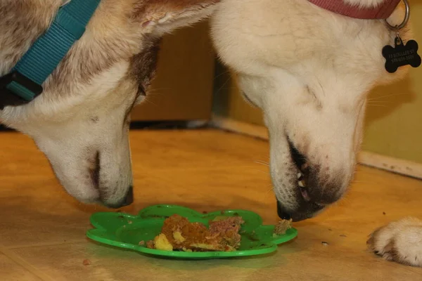 Dos perros husky comer comida cruda de perro fuera de plato —  Fotos de Stock